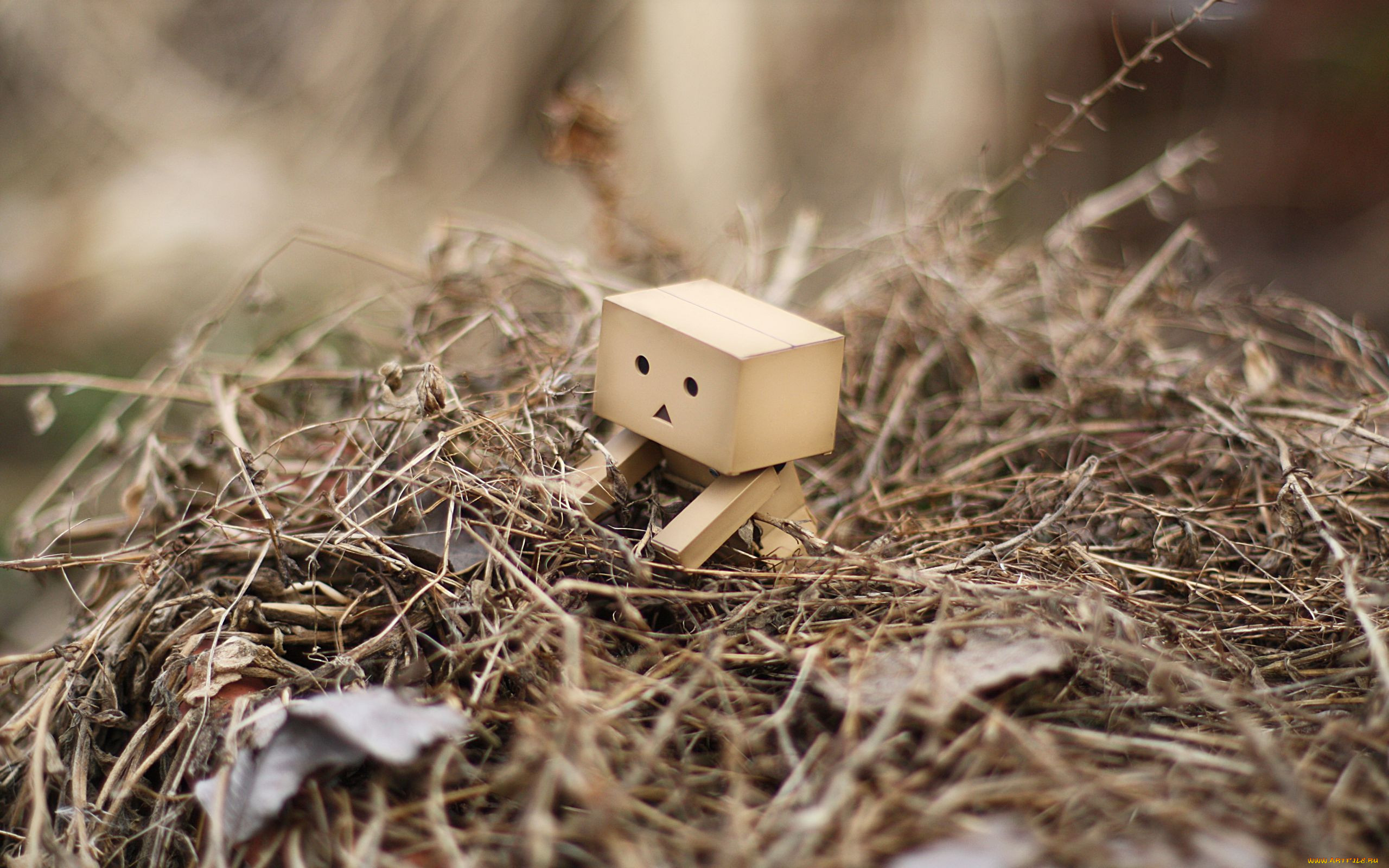 , , danboard